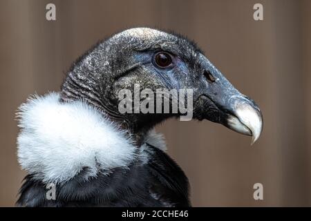 Ritratto del condor andino minorile (Vultur gryphus) Foto Stock