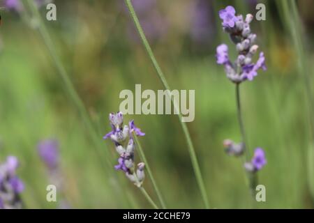 bumbelbee sulla lavanda Foto Stock