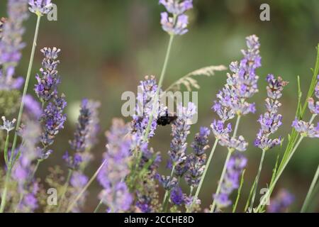 bumbelbee sulla lavanda Foto Stock