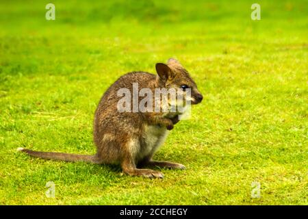 Wallaby rosso collo, Macropus rufigriseo, seduta sull'erba Foto Stock