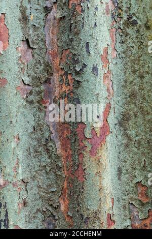 Colori arancio sbiadito e teal di vernice sfaldante e arrugginito stagno giardino capannone. Bella vecchia vernice texture sbiadito dalla luce. Foto Stock