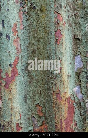 Colori arancio sbiadito e teal di vernice sfaldante e arrugginito stagno giardino capannone. Bella vecchia vernice texture sbiadito dalla luce. Foto Stock