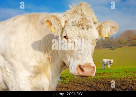 Mucca bianca sul pascolo in una giornata di sole autunno. Le mucche pascolano in autunno mattina. Allevamento di bovini nella Repubblica ceca. Nome latino bos primigenius taurus. Foto Stock