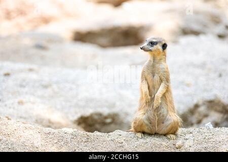 Primo piano di un piccolo meerkat in piedi sulle gambe posteriori su un cumulo di sabbia e sporcizia, e guardando lateralmente Foto Stock