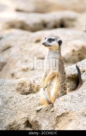 Primo piano di un piccolo meerkat che si erge lateralmente sulle gambe posteriori su un cumulo di sabbia e sporcizia, e che indaga l'ambiente circostante Foto Stock