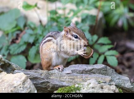 Carino piccolo Chipmunk orientale mangiare acorn. Foto Stock