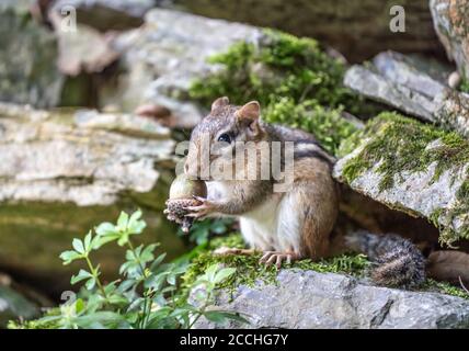 Chipmunk orientale (Tamias striatus) con acorno in bocca. Foto Stock