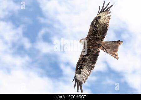 Primo piano di un'aquila che vola con le sue ali aperte, contro un cielo blu con le nuvole Foto Stock