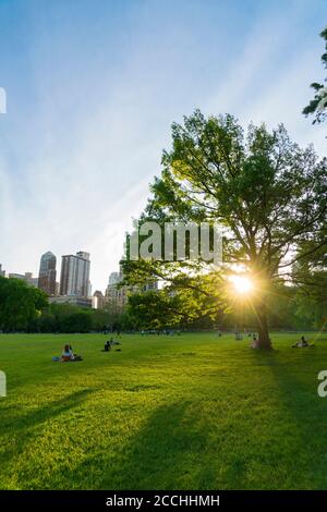 Il tramonto primaverile illumina gli alberi verdi freschi in Sheep Meadow Central Parcheggio Foto Stock