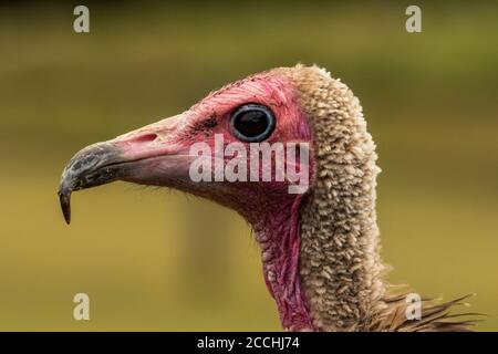 Primo piano ritratto avvoltoio con cappuccio, necrosrosriti monachus, Foto Stock