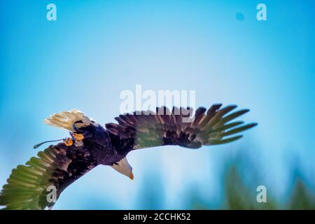 Un'aquila calva volante, Haliaeetus leucofalo, un uccello di preda trovato in Nord America Foto Stock