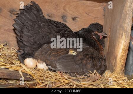 Broody Hen in una scatola di nido, con un'ala destra protettiva leggermente sollevata ed estesa per rivelare pulcini da cova. Giovane che esce dalle uova dopo venti Foto Stock