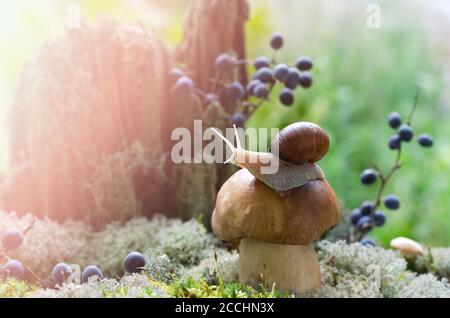 Il fungo bianco cresce nella foresta tra mossi e bacche, una lumaca si siede in cima Foto Stock