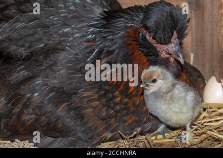 Gallina domestica con un pulcino appena covato. Young è recentemente emerso da un uovo dopo ventuno giorni di incubazione. Annotare il numero da quattro a. Foto Stock