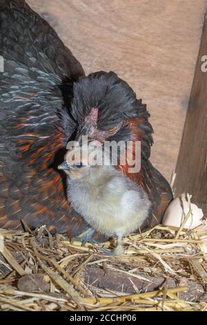 Gallina domestica con un pulcino appena covato. Young è recentemente emerso da un uovo dopo ventuno giorni di incubazione. Annotare il numero da quattro a. Foto Stock