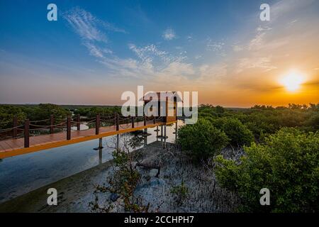 Isola viola in al Khor, Qatar, Medio Oriente. Foto Stock
