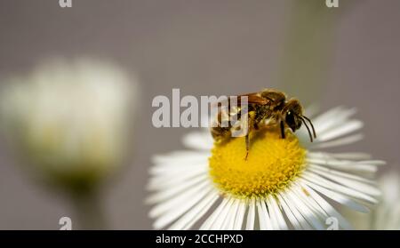 Primo piano di un'ape su fiore Foto Stock