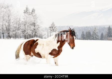 Cavallo bruno e bianco, razza slovacca di Warmblood, trotting sulla neve, alberi offuscati e montagne sullo sfondo Foto Stock