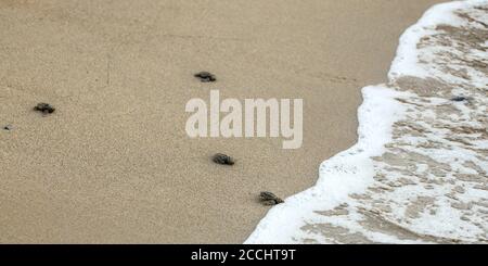 Baby tartarughe, appena nati da uova, passeggiate sulla sabbia che cerca di entrare in mare Foto Stock