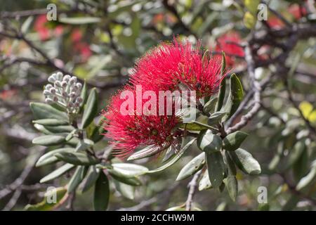 Primo piano vista del fiore di pohutukawa in fiore. Foto Stock