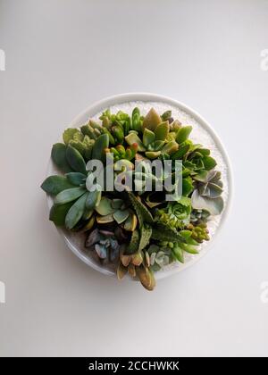 Terrario di Succulents in ciotola di ceramica isolato su sfondo bianco da una vista ad angolo alto Foto Stock