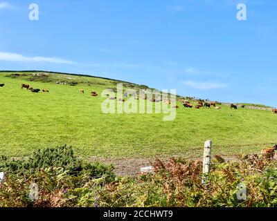 Bestiame che pascolano nei campi vicino a Crgeneash, Isola di Man Foto Stock