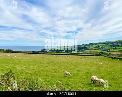 Manx agnello e pecora pascolo su terreni agricoli verde smeraldo a Maughold, Isola di Man, Isole Britanniche Foto Stock