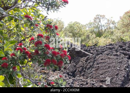 Primo piano vista di pohutukawa albero in fiore, Rangitoto Island, Nuova Zelanda. Foto Stock