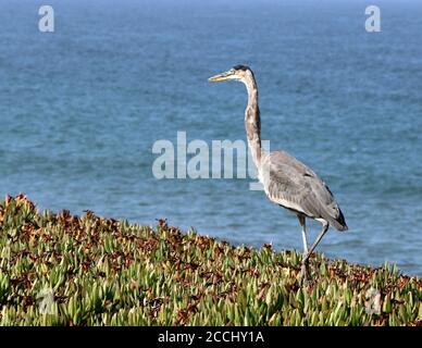 Bella grande airone blu stalks su una cima bluff, Half Moon Bay, CA. Foto Stock