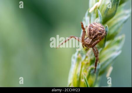 Un ragno conosciuto come i ragni del granchio (xysticus) che strisciano su una lama di erba e che aspettano la preda. Macro, sfondo verde sfocato. Foto Stock