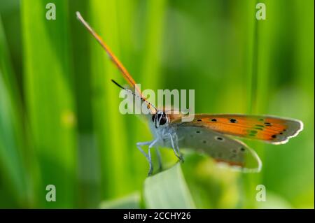 Farfalla di rame grande (Lycaena dispensar) strisciando su una foglia di erba verde. Primo piano. Foto Stock