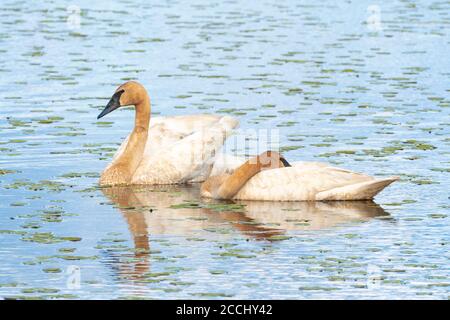 Coppia di cigni Trumpeter (Cygnus buccinator), stagno di acqua dolce, WI, USA, di Dominique Braud/Dembinsky Photo Assoc Foto Stock