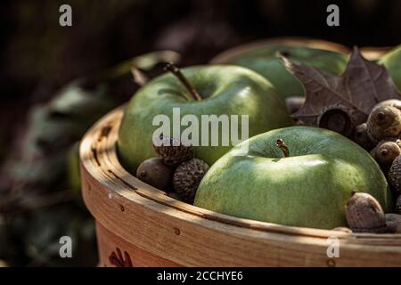 Una disposizione autunnale composta da un cesto di mele verdi con ghiande all'aperto Foto Stock