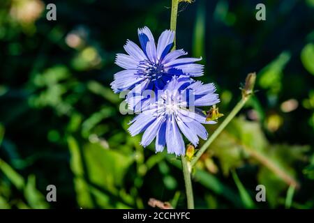 Fiore di cicoria nel prato Foto Stock