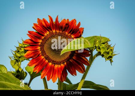 Diversi tipi di girasoli Foto Stock