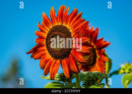 Diversi tipi di girasoli Foto Stock