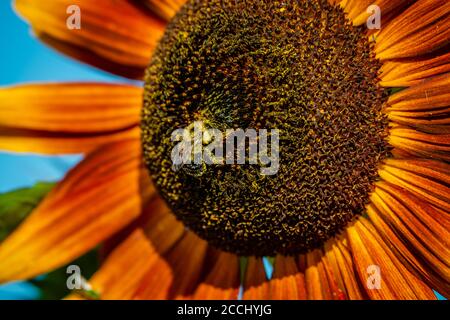 Diversi tipi di girasoli Foto Stock