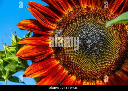 Diversi tipi di girasoli Foto Stock