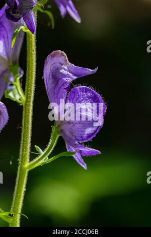 Monkshood, Aconitum columbianum, fiorendo lungo un piccolo ruscello lungo il percorso delle nevi nella natura selvaggia delle rocce di Goat, Gifford Pinchot National Fores Foto Stock