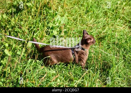 Gatto birmano con guinzaglio che cammina all'esterno. Avventura all'aperto in un parco o in un giardino con animali da compagnia. Birmania gatto che indossa imbracatura va su erba verde in s. Foto Stock