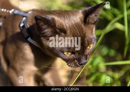 Gatto birmano con guinzaglio che cammina all'esterno, vista ravvicinata del volto di giovane gatto marrone colato vagando avventura all'aperto e piante sniffing. Carino animali domestici vicino Foto Stock