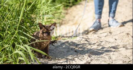 Birmano gatto con guinzaglio a piedi all'esterno, animale domestico collarred vagare avventura all'aperto. Vista panoramica del gatto birmano che indossa imbracatura e il suo proprietario sulla spiaggia, Foto Stock