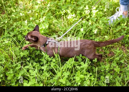 Birmano gatto con guinzaglio a piedi all'esterno, animali da compagnia collarred vagare avventura all'aperto in parco o giardino. Gatto birmano che indossa imbracatura e il suo proprietario su erba i Foto Stock