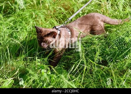 Gatto birmano con guinzaglio che cammina all'esterno, animale domestico collarred, gattino vagando avventura all'aperto in parco o giardino. Birmania gatto che indossa imbracatura va su erba in Foto Stock