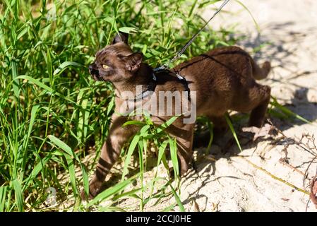 Gatto birmano con guinzaglio a piedi all'esterno, animali da compagnia in compagnia in compagnia di animali domestici girovagando avventura all'aperto nel parco o nel giardino. Birmania gatto che indossa imbracatura va sulla spiaggia in estate, Foto Stock