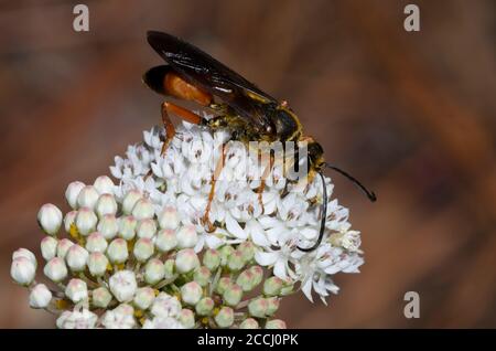 Great Golden Digger Wasp, Sphex ichneumoneus, foraging on Aquatic Milkweed, Asclepias perennis Foto Stock