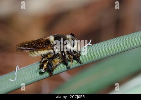 Robber Fly, Mallophora fautrix, nutrimento su Honey Bee catturato, API mellifera Foto Stock