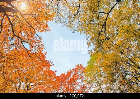 giallo arancio autunno foglie contro il cielo soleggiato sopra, a forma di cuore cornice Foto Stock