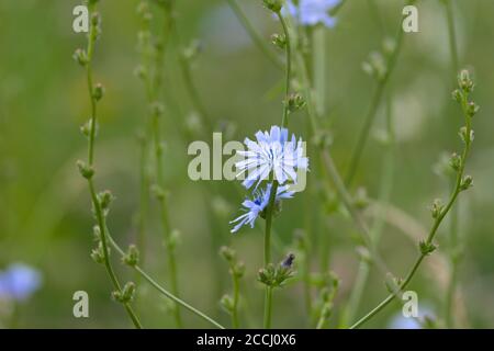 6 - petali bianchi e blu di un fiore di una pianta di cicoria. Sfondo liscio verde chiaro dalla tecnica di messa a fuoco selettiva. Struttura di prato selvatico. Foto Stock