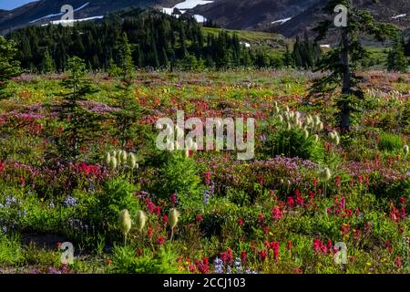 Scarlet Paintbrush, Castilleja miniata, e Towhead Baby, Anemone occidentalis, in un prato subalpino lungo il Pacific Crest Trail, Goat Rocks Wilde Foto Stock